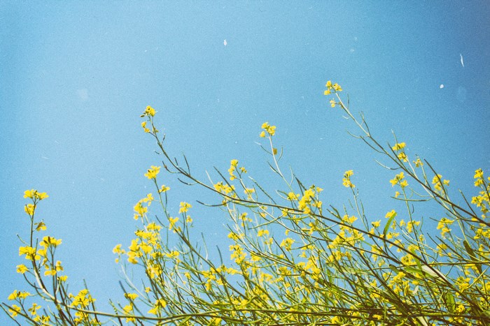 Yellow flowers against a bright blue sky