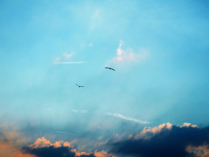 Two birds flying in a blue sky with clouds