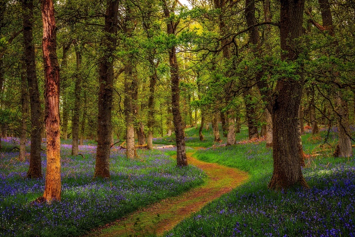 A winding path through a forest carpeted with bluebells