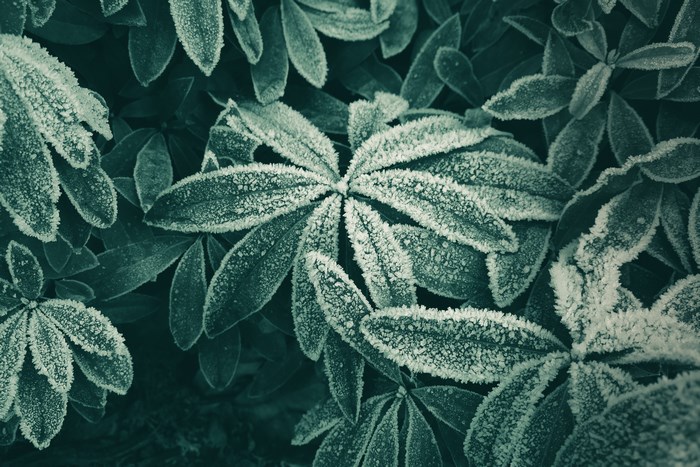 Green leaves covered in frost in winter