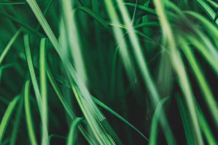 Close-up of green grass blades