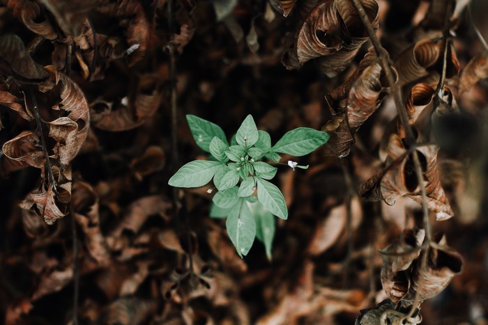 Green plant growing among dried brown leaves