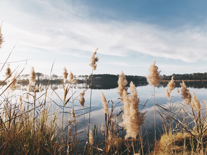 Reeds Reflecting in a Calm Lake Under a Cloudy Sky