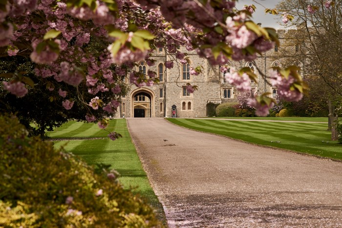 Windsor Castle with blooming cherry blossoms