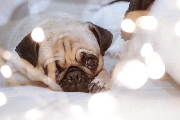 Pug dog resting with fairy lights