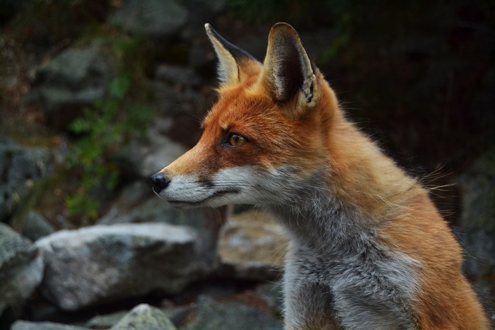 Red Fox in Natural Rocky Forest Wilderness