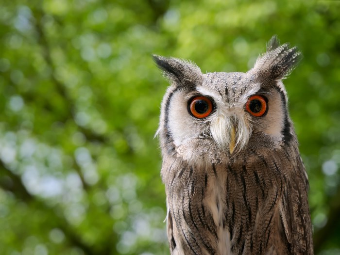 Close-up of a Southern White-Faced Owl with orange eyes