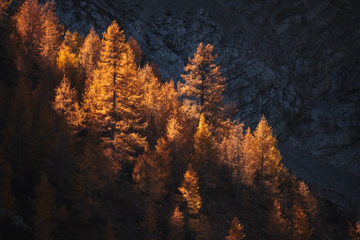 Autumn trees glowing in the sun on a mountain slope