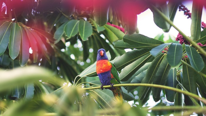 Rainbow Lorikeet perched on a branch among green leaves