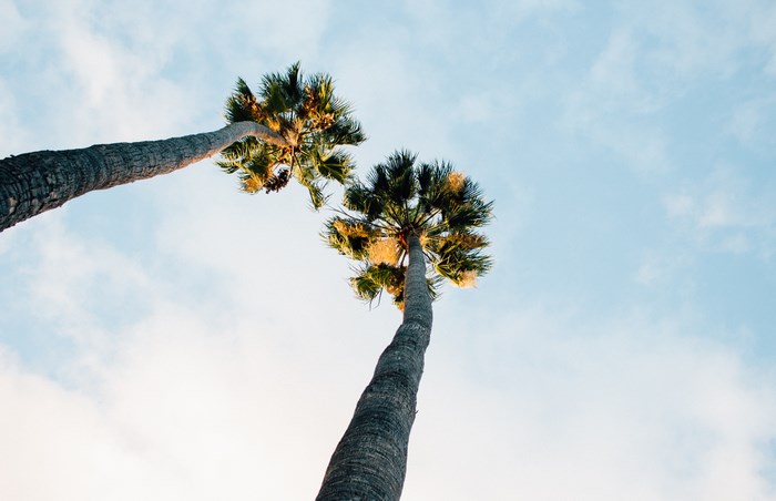 Two palm trees against a cloudy sky