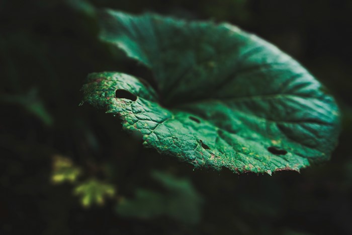 Green leaf with holes in a dark forest