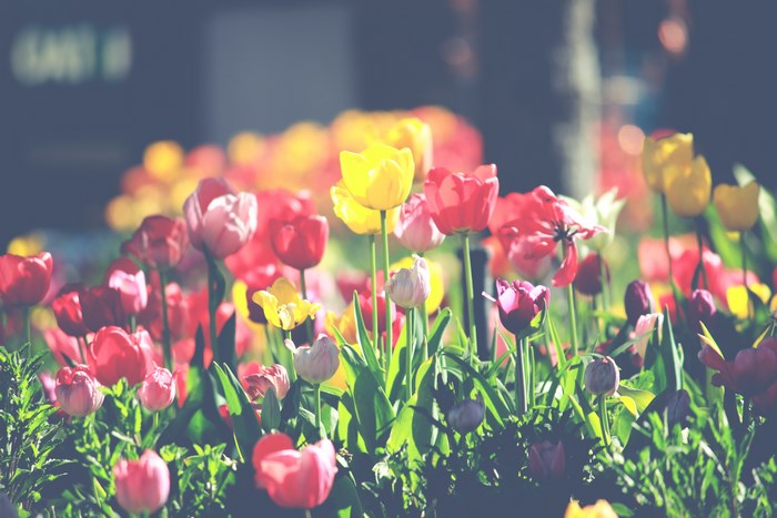 Tulips in a garden with sunlight