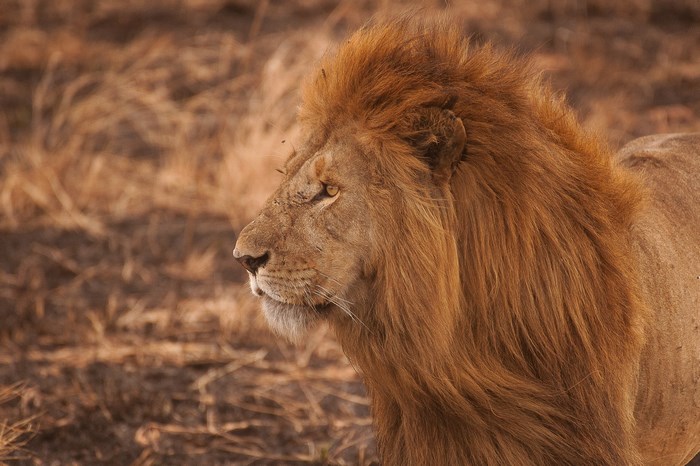 Lion with a mane in the savanna