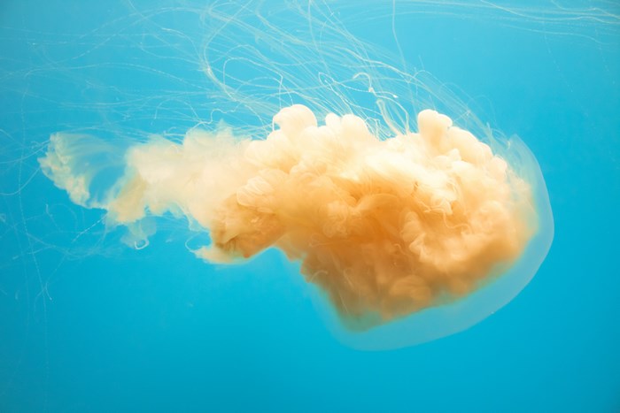 Orange Jellyfish Floating in Clear Blue Ocean