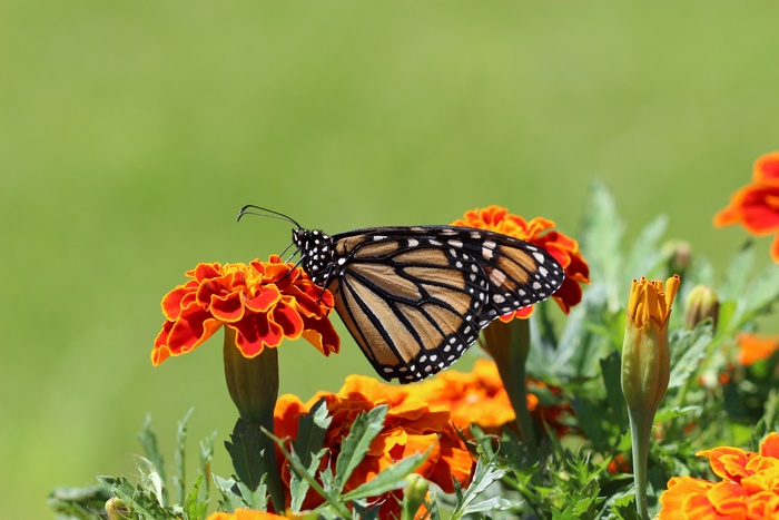 Monarch butterfly on orange marigold flowers