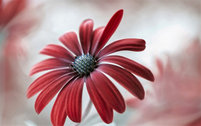 Red Daisy Flower with Blue Center