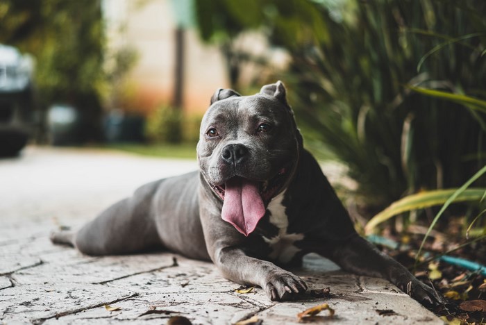 Happy Pitbull Dog Lying Down Outdoors