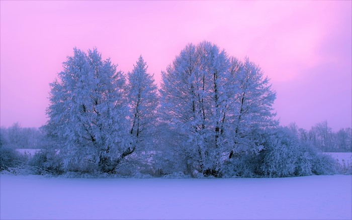 Winter Trees Covered in Snow Under Pink Sky