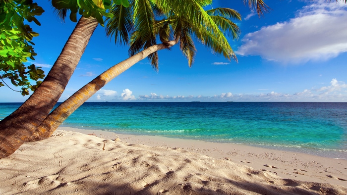 Tropical beach with palm trees and turquoise ocean
