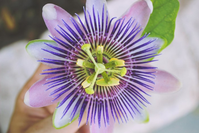 Close up of a purple and lilac passion flower