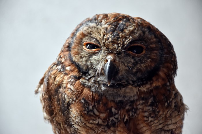 Close up of an angry owl with brown feathers