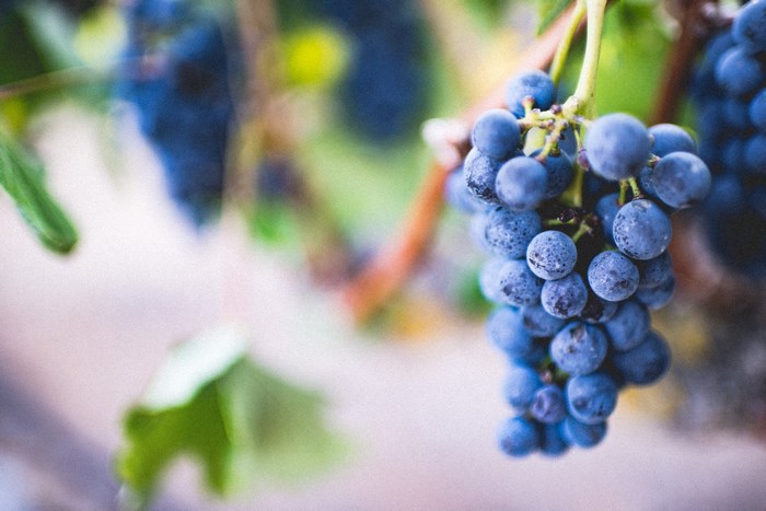 Close-up of a bunch of ripe blue grapes on a vine