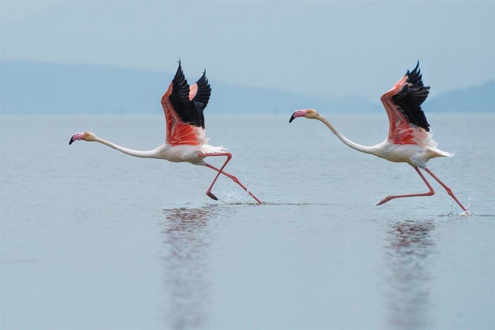 Two Flamingos Running on Water