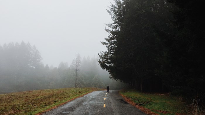 Person walking on a foggy road through redwood trees