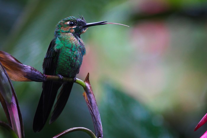 Hummingbird with tongue extended perched on a branch