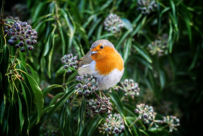 Robin bird perched on a plant with purple berries