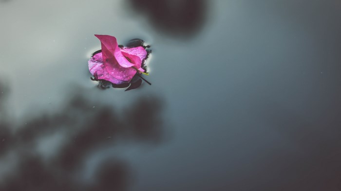 Pink bougainvillea flower petal floating on dark water