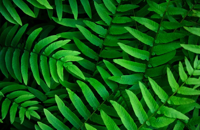 Green fern leaves layered in a forest
