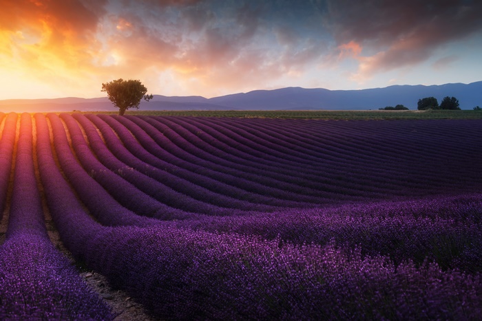 Lavender Field at Sunset with Tree and Mountains