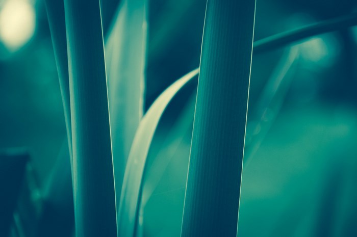 Close-up of green foliage and plant stems