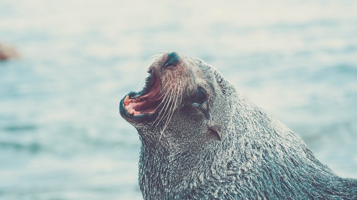 Seal yawning with mouth open in the ocean