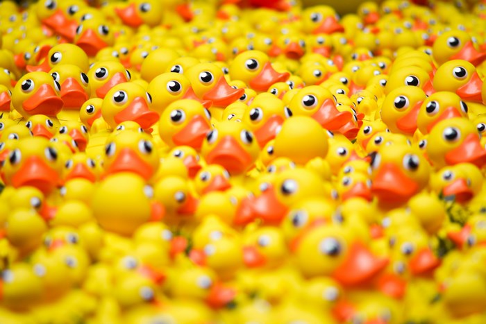 A large group of yellow rubber ducks