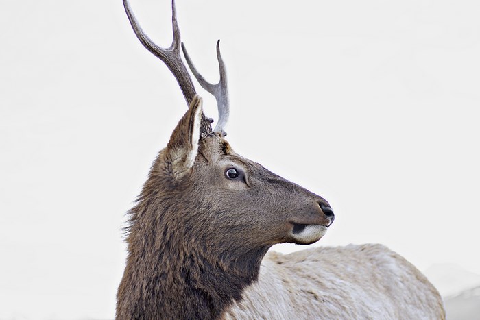 Close-up of an elk with antlers against a white background