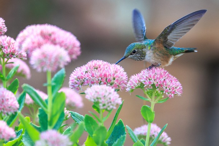 Hummingbird feeding on pink flowers