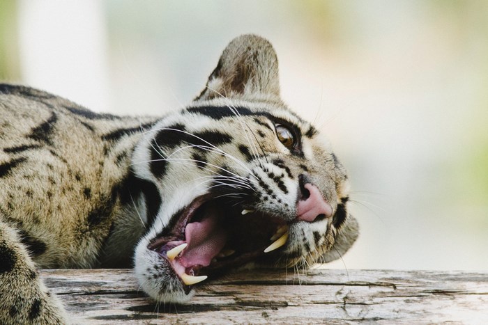 Clouded leopard yawning on a log