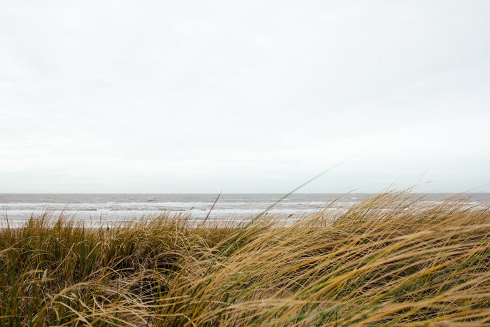 Tall grass blowing in the wind by the ocean