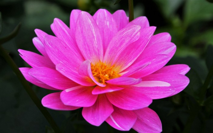 Close-up of a vibrant pink dahlia flower