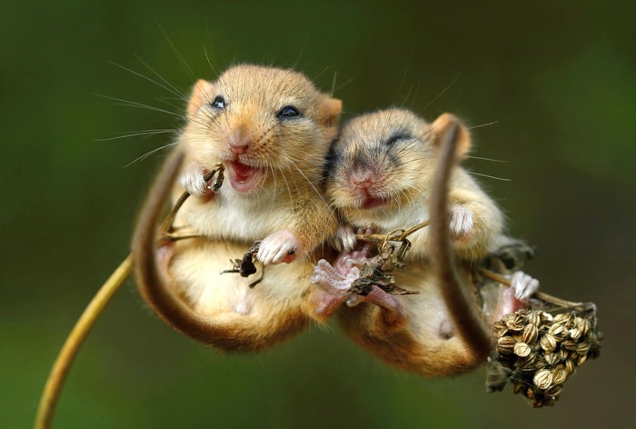 Two cute dormice eating on a branch