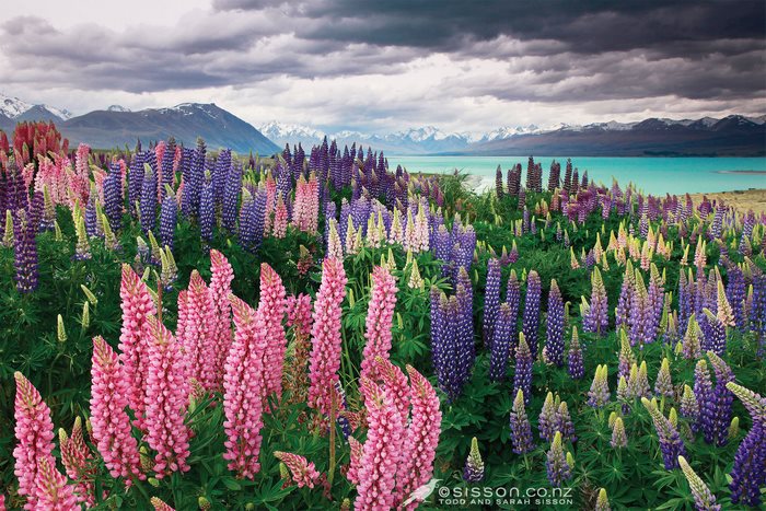 Field of Lupines by a Turquoise Lake and Snow-Capped Mountains
