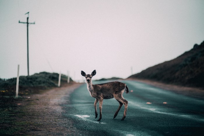 Deer on a Moody Road