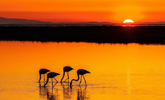 Flamingos feeding at sunset on a lake
