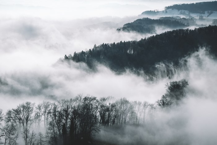 Foggy forest landscape with rolling hills