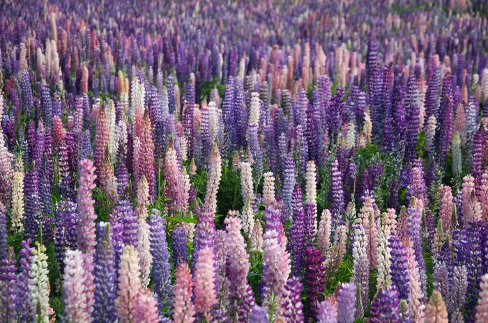 Field of blooming pink and purple lupins