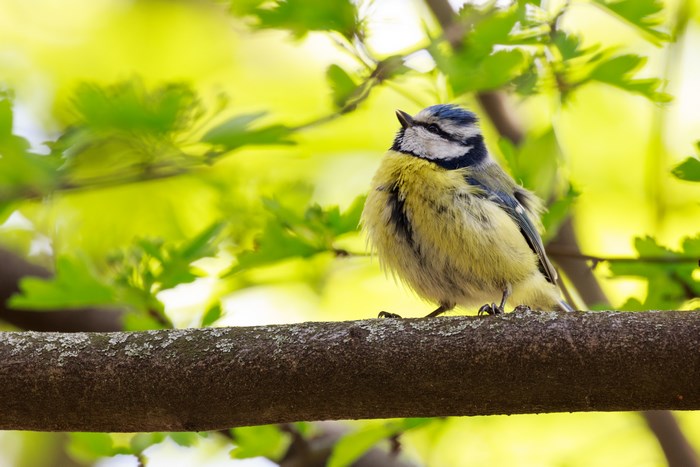 Fluffy Blue Tit on Branch at St. Marx Cemetery, Austria