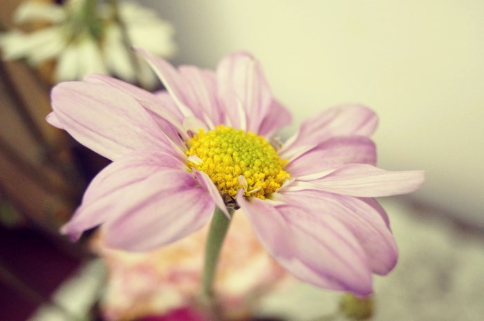 Close up of a pink daisy with a yellow center
