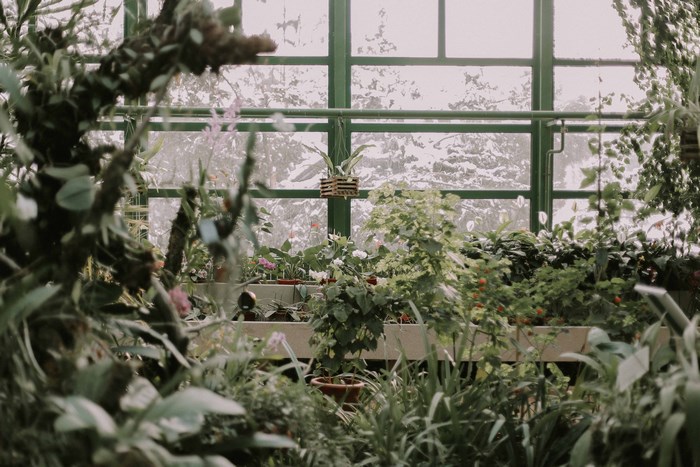 Greenhouse with plants and snow outside